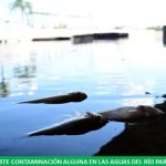 AFIRMARON QUE LA MORTANDAD DE PECES OBEDECE A UN FENOMENO NATURAL POR LO QUE NO EXISTE CONTAMINACION ALGUNA EN EL RIO PARAGUAY
